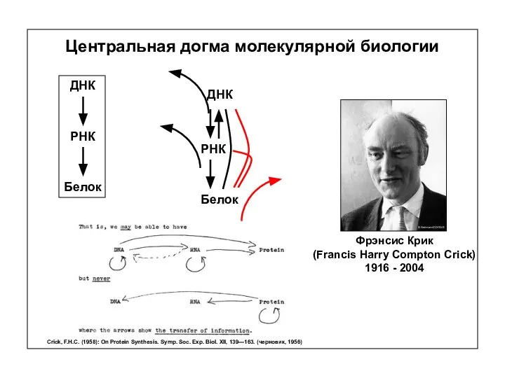 Центральная догма молекулярной биологии Фрэнсис Крик (Francis Harry Compton Crick) 1916