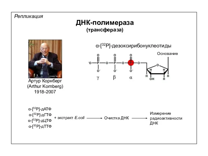 Репликация ДНК-полимераза (трансфераза) α-[32P]-дезоксирибонуклеотиды α-[32P]-дАТФ α-[32P]-дГТФ α-[32P]-дЦТФ α-[32P]-дТТФ + экстракт E.coli Очистка ДНК Измерение радиоактивности ДНК