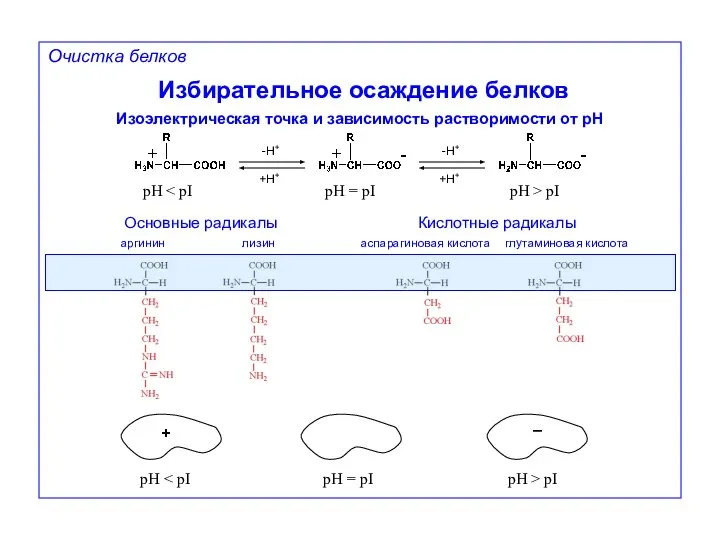 Очистка белков Избирательное осаждение белков Изоэлектрическая точка и зависимость растворимости от