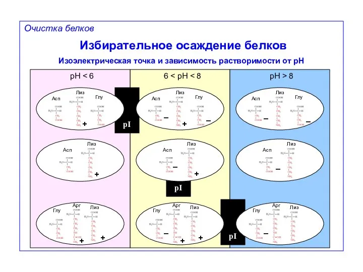 Избирательное осаждение белков Изоэлектрическая точка и зависимость растворимости от pH pH