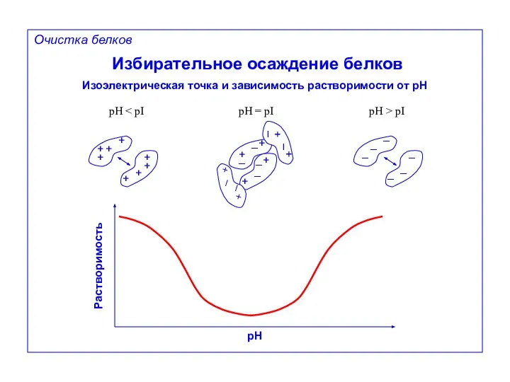 Избирательное осаждение белков Изоэлектрическая точка и зависимость растворимости от pH +