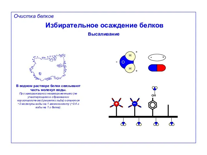 Избирательное осаждение белков Высаливание В водном растворе белки связывают часть молекул