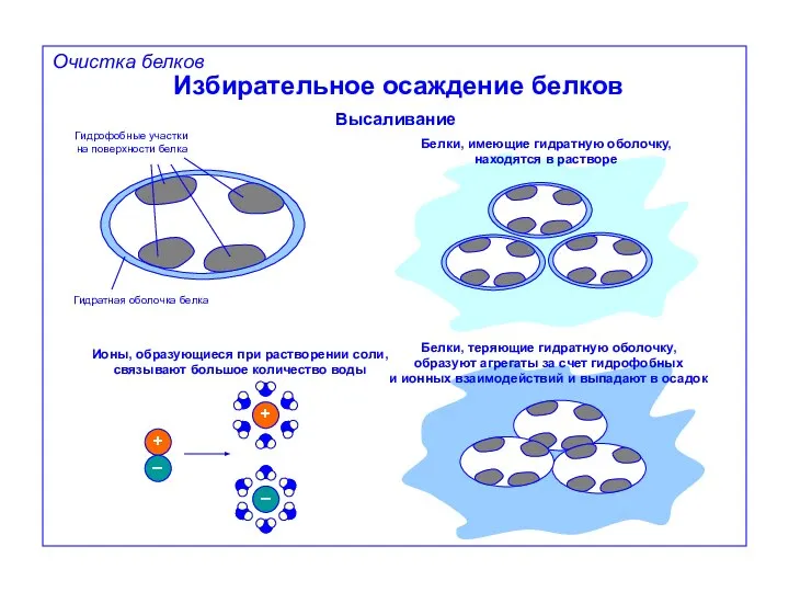 Избирательное осаждение белков Высаливание Гидрофобные участки на поверхности белка Гидратная оболочка