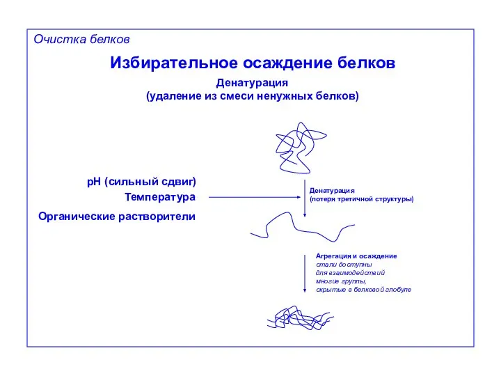 Избирательное осаждение белков Денатурация (удаление из смеси ненужных белков) pH (сильный