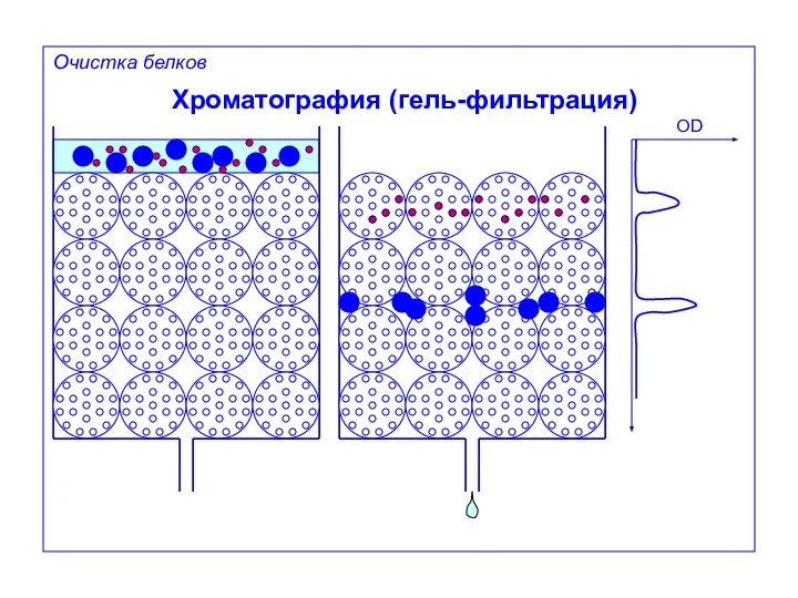 Хроматография (гель-фильтрация) OD Очистка белков