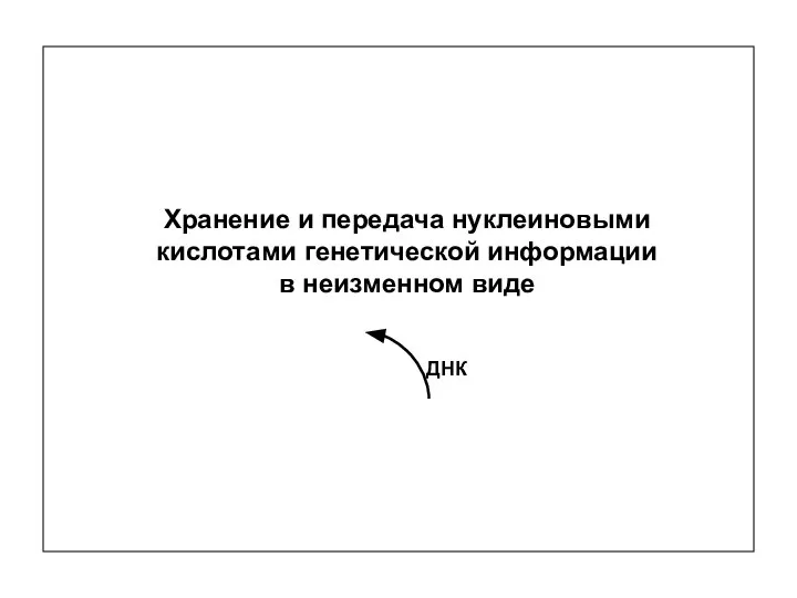 ДНК Хранение и передача нуклеиновыми кислотами генетической информации в неизменном виде