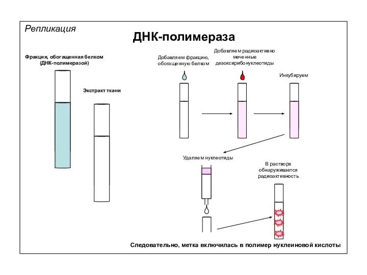 Репликация ДНК-полимераза Фракция, обогащенная белком (ДНК-полимеразой) Экстракт ткани Добавляем фракцию, обогащенную