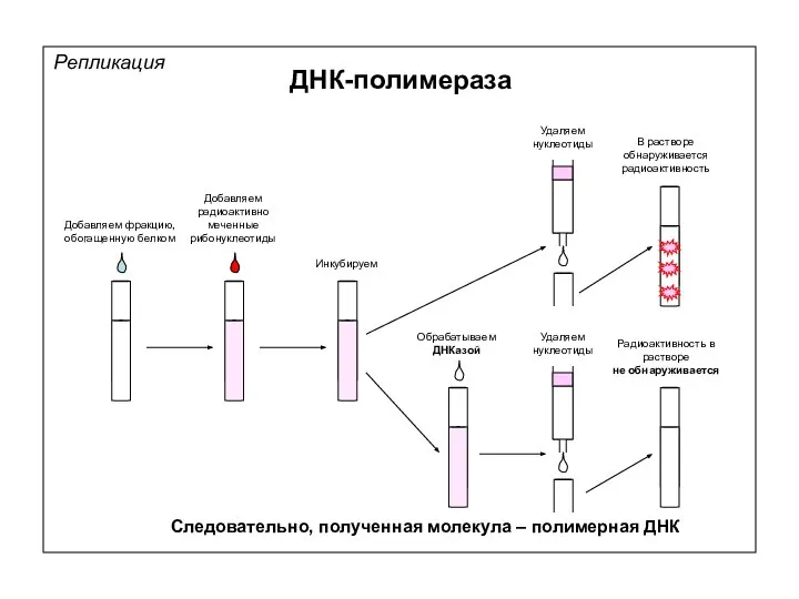 Удаляем нуклеотиды Удаляем нуклеотиды Добавляем фракцию, обогащенную белком Добавляем радиоактивно меченные