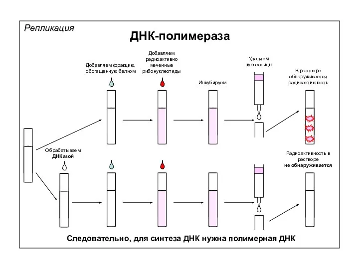 Добавляем фракцию, обогащенную белком Добавляем радиоактивно меченные рибонуклеотиды Инкубируем Следовательно, для