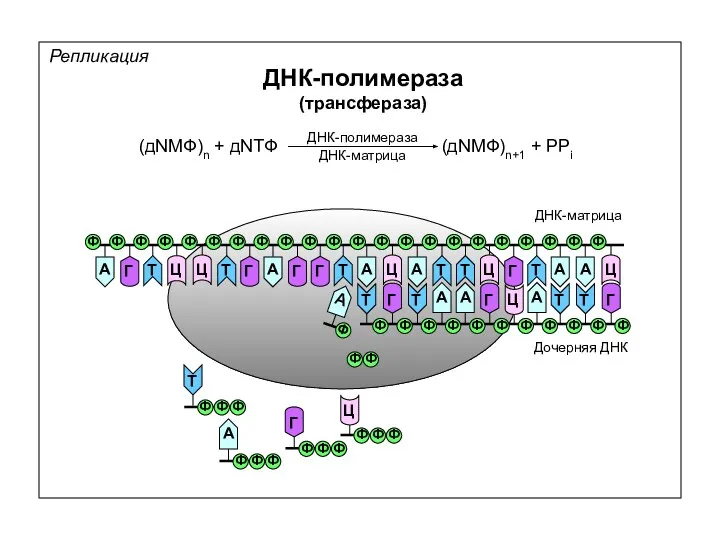 Репликация ДНК-полимераза (трансфераза) (дNМФ)n + дNТФ (дNМФ)n+1 + PPi ДНК-полимераза ДНК-матрица ДНК-матрица Дочерняя ДНК