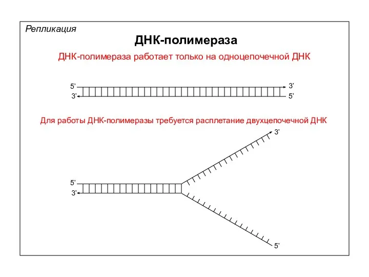 ДНК-полимераза работает только на одноцепочечной ДНК Репликация ДНК-полимераза 5’ 5’ 3’