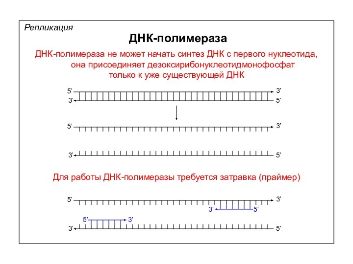 ДНК-полимераза не может начать синтез ДНК с первого нуклеотида, она присоединяет