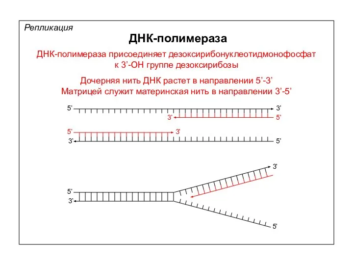 Репликация ДНК-полимераза ДНК-полимераза присоединяет дезоксирибонуклеотидмонофосфат к 3’-ОН группе дезоксирибозы 5’ 5’