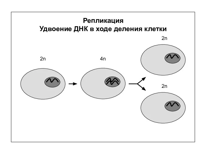 Репликация Удвоение ДНК в ходе деления клетки 2n 4n 2n 2n