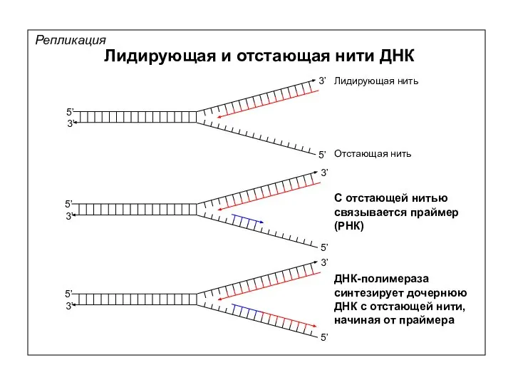 Репликация Лидирующая и отстающая нити ДНК 5’ 5’ 3’ 3’ 5’