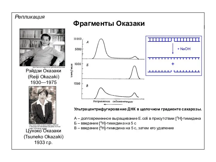 Репликация Фрагменты Оказаки Рэйдзи Оказаки (Reiji Okazaki) 1930—1975 Цунэко Оказаки (Tsuneko