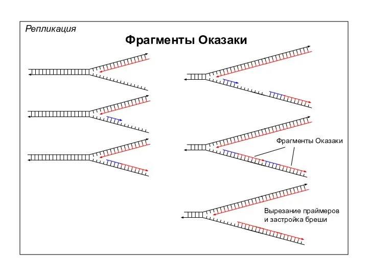 Репликация Фрагменты Оказаки Фрагменты Оказаки Вырезание праймеров и застройка бреши