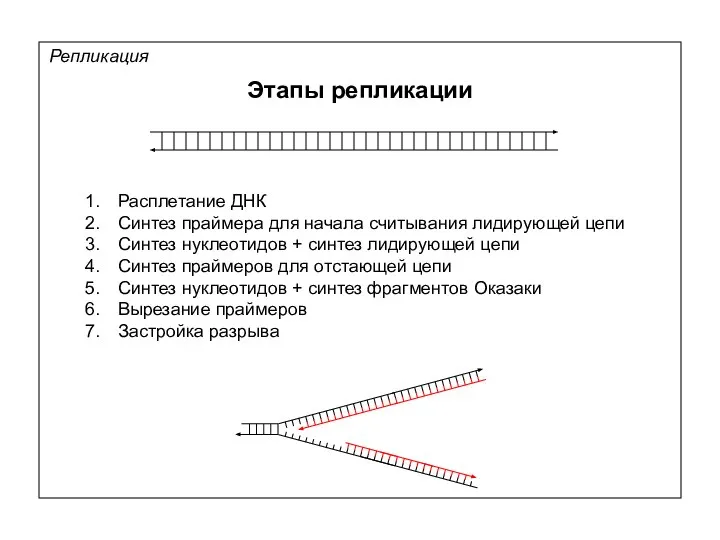 Репликация Этапы репликации Расплетание ДНК Синтез праймера для начала считывания лидирующей