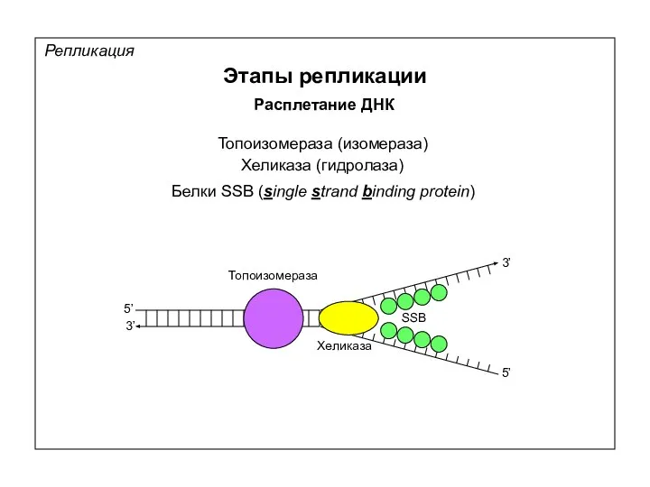 Репликация Этапы репликации Расплетание ДНК Топоизомераза (изомераза) Хеликаза (гидролаза) 5’ 5’