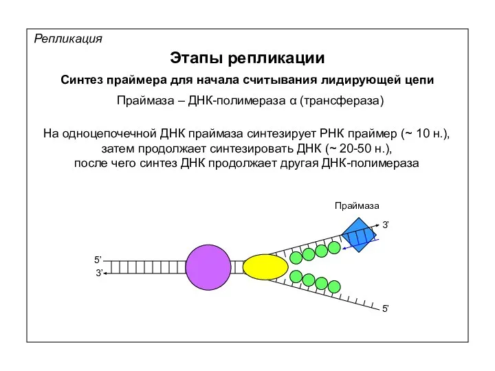 Репликация Этапы репликации Синтез праймера для начала считывания лидирующей цепи Праймаза