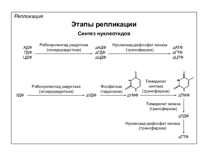 Репликация Этапы репликации Синтез нуклеотидов АДФ ГДФ ЦДФ Рибонуклеотид редуктаза (оксидоредуктаза)