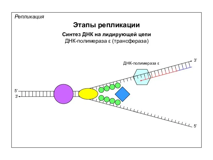 Репликация Этапы репликации Синтез ДНК на лидирующей цепи ДНК-полимераза ε (трансфераза)