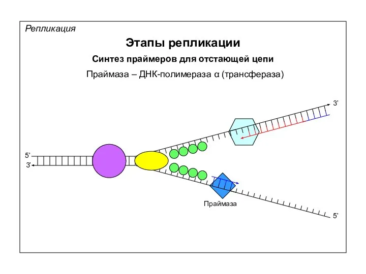 Репликация Этапы репликации Синтез праймеров для отстающей цепи 5’ 5’ 3’