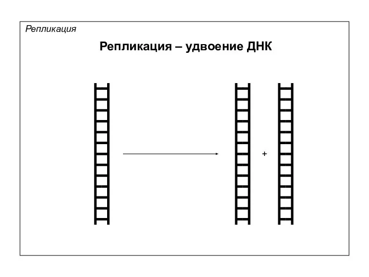 Репликация – удвоение ДНК Репликация +