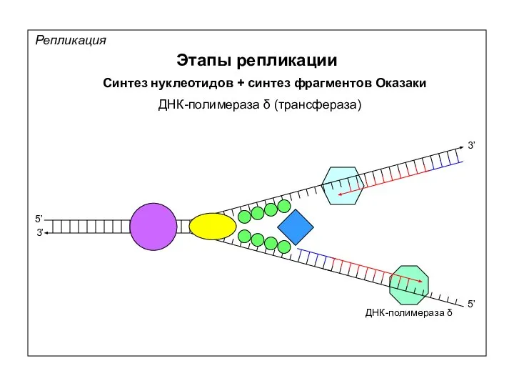 Репликация Этапы репликации 5’ 5’ 3’ 3’ Синтез нуклеотидов + синтез