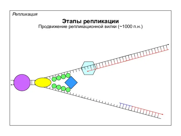 Репликация Этапы репликации Продвижение репликационной вилки (~1000 п.н.)