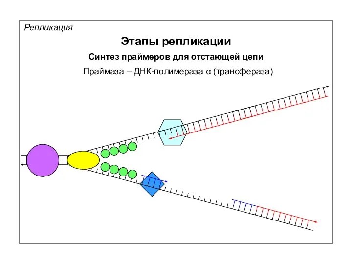 Репликация Этапы репликации Синтез праймеров для отстающей цепи Праймаза – ДНК-полимераза α (трансфераза)