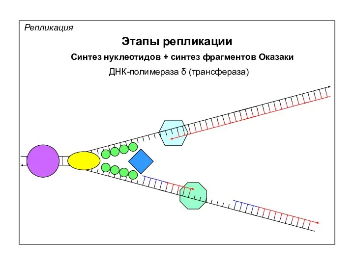 Репликация Этапы репликации Синтез нуклеотидов + синтез фрагментов Оказаки ДНК-полимераза δ (трансфераза)