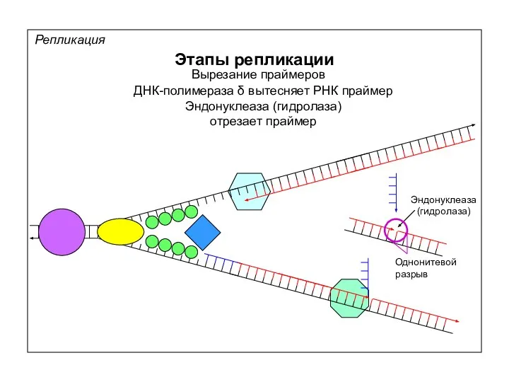 Репликация Этапы репликации Вырезание праймеров ДНК-полимераза δ вытесняет РНК праймер Эндонуклеаза