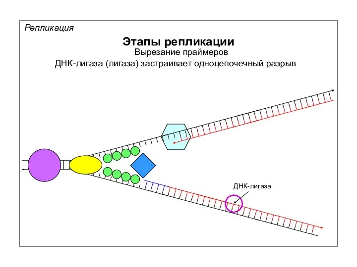 Репликация Этапы репликации Вырезание праймеров ДНК-лигаза (лигаза) застраивает одноцепочечный разрыв ДНК-лигаза