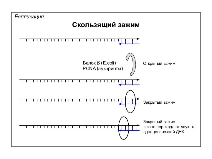 Репликация Скользящий зажим Белок β (E.coli) PCNA (эукариоты) Открытый зажим Закрытый