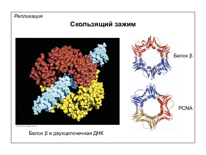 Репликация Скользящий зажим Белок β и двухцепочечная ДНК Белок β PCNA