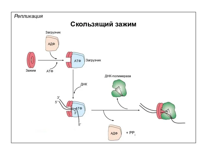 Репликация Скользящий зажим + PPi