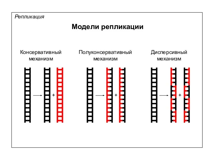 Модели репликации Репликация Консервативный механизм Полуконсервативный механизм Дисперсивный механизм + + +