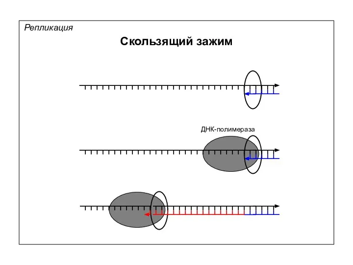 Репликация Скользящий зажим ДНК-полимераза