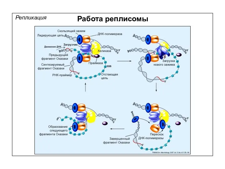 Репликация Работа реплисомы TRENDS in Microbiology 2007 Vol.15 No.4 P.156-164