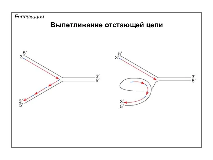 Репликация Выпетливание отстающей цепи