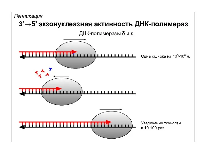 Репликация 3’→5’ экзонуклеазная активность ДНК-полимераз Одна ошибка на 105-106 н. Увеличение