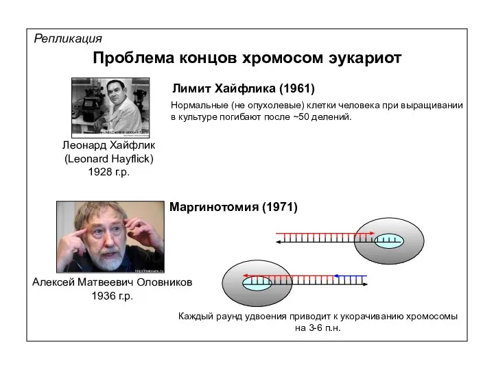 Репликация Проблема концов хромосом эукариот Маргинотомия (1971) Лимит Хайфлика (1961) Нормальные