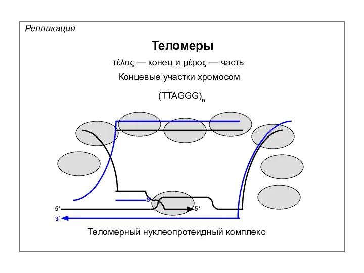 Репликация Теломеры τέλος — конец и μέρος — часть Концевые участки