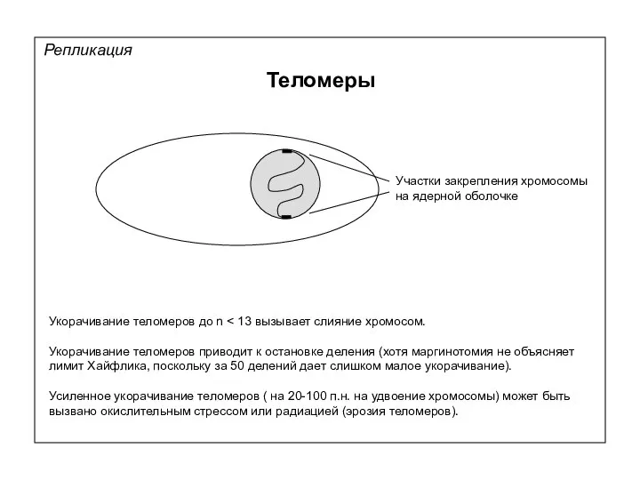 Репликация Теломеры Укорачивание теломеров до n Укорачивание теломеров приводит к остановке