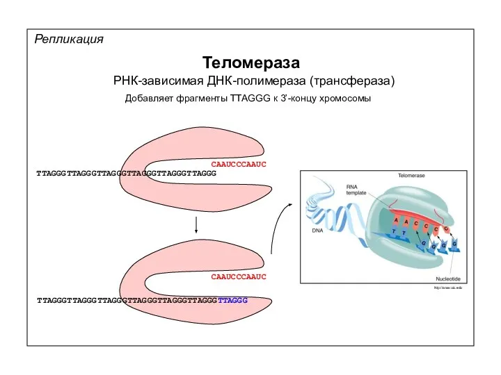 Репликация Теломераза РНК-зависимая ДНК-полимераза (трансфераза) Добавляет фрагменты TTAGGG к 3’-концу хромосомы CAAUCCCAAUC TTAGGGTTAGGGTTAGGGTTAGGGTTAGGGTTAGGG CAAUCCCAAUC TTAGGGTTAGGGTTAGGGTTAGGGTTAGGGTTAGGGTTAGGG http://www.uic.edu