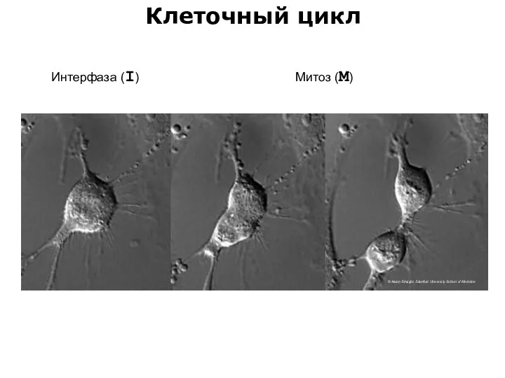 Клеточный цикл © Aaron Straight, Stanford University School of Medicine Интерфаза (I) Митоз (М)