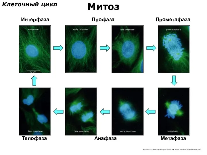 Интерфаза Метафаза Профаза Прометафаза Анафаза Телофаза Клеточный цикл Митоз Alberts Bю