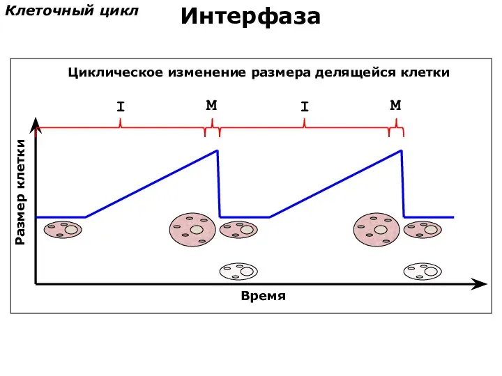 Размер клетки Время I M I M Клеточный цикл Интерфаза Циклическое изменение размера делящейся клетки