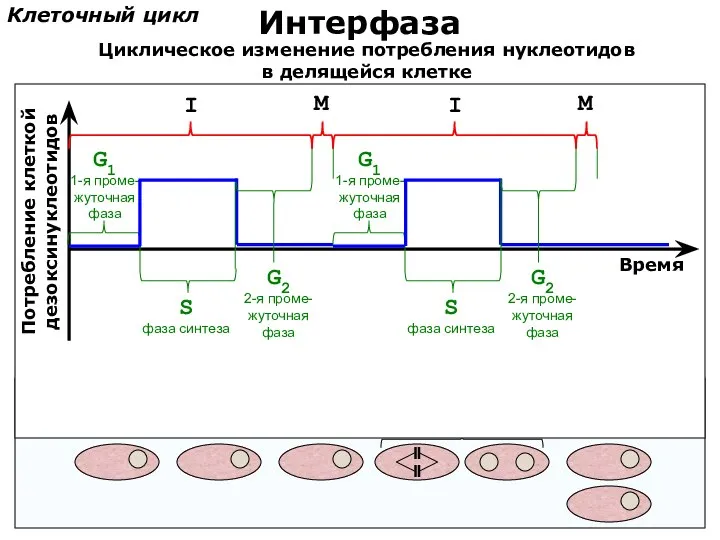 Клеточный цикл Интерфаза Потребление клеткой дезоксинуклеотидов Время S фаза синтеза G1